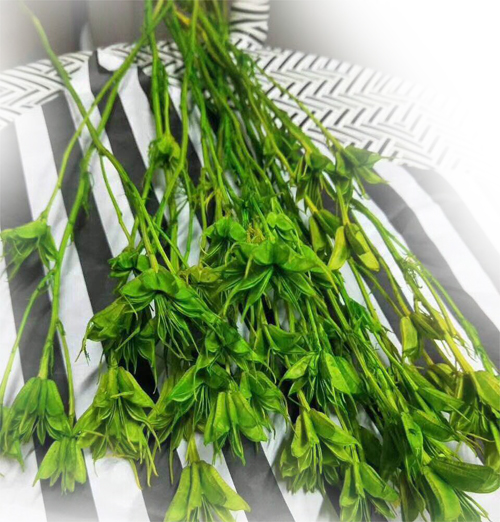 云南八角花 天然干花花束 一件代发